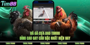 Đá Gà Cựa Dao Tim88 Đỉnh Cao Gay Cấn Bậc Nhất Hiện Nay