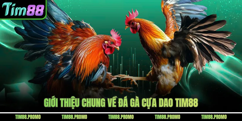 Giới thiệu chung về đá gà cựa dao Tim88